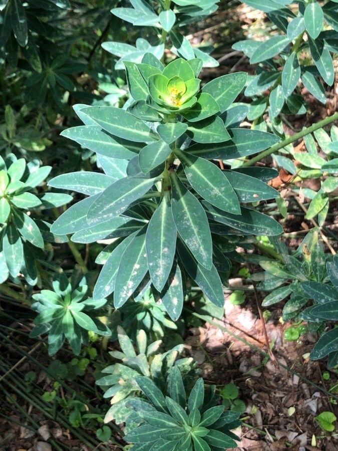 Euphorbia margalidiana — houseplant care guide