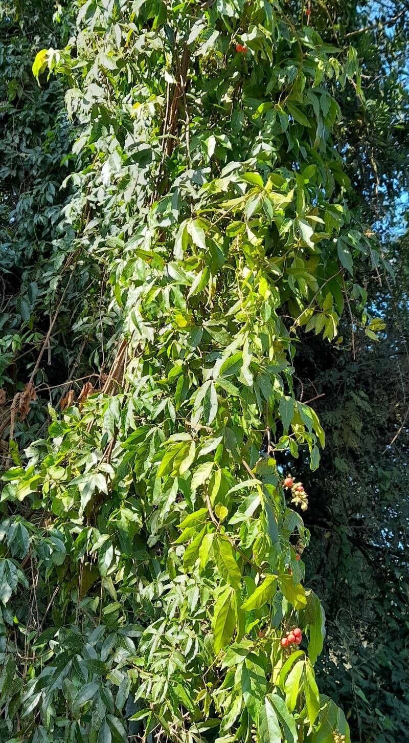 Paullinia elegans habit