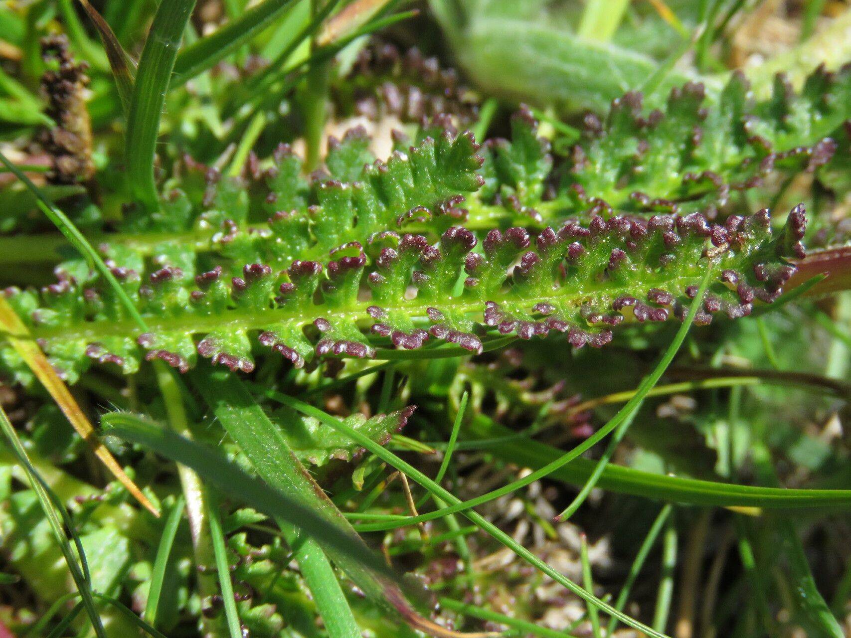 Pedicularis pyrenaica — search result for 'Pedicularis'