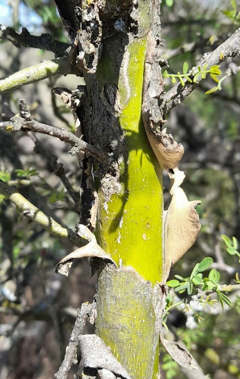 Geoffroea decorticans bark