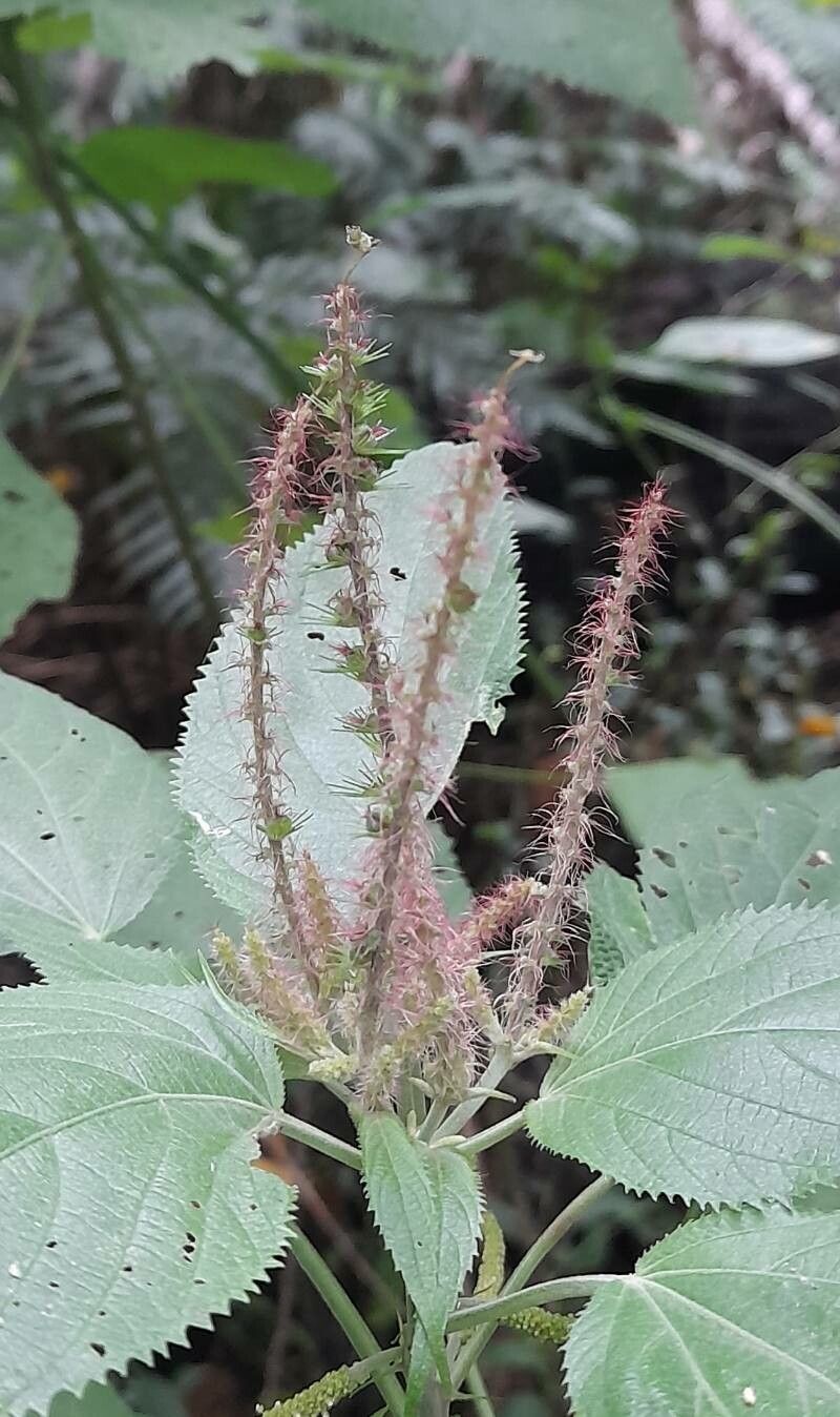 Acalypha communis flower