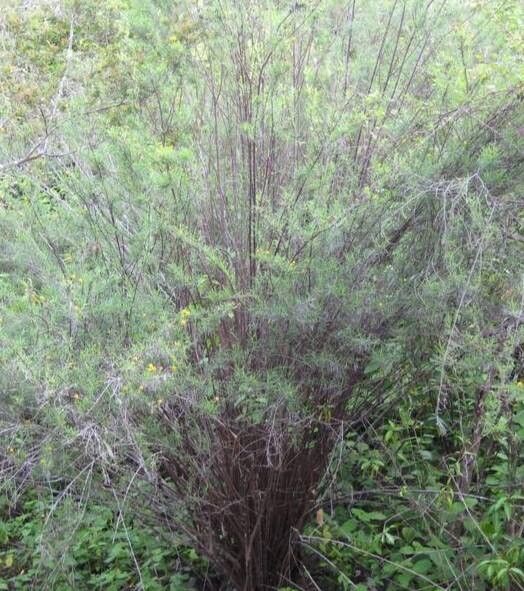 Maytenus orbicularis habit