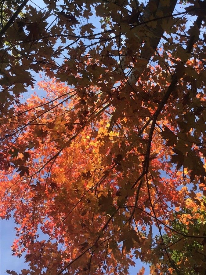 Acer × freemanii — search result for 'Acer'