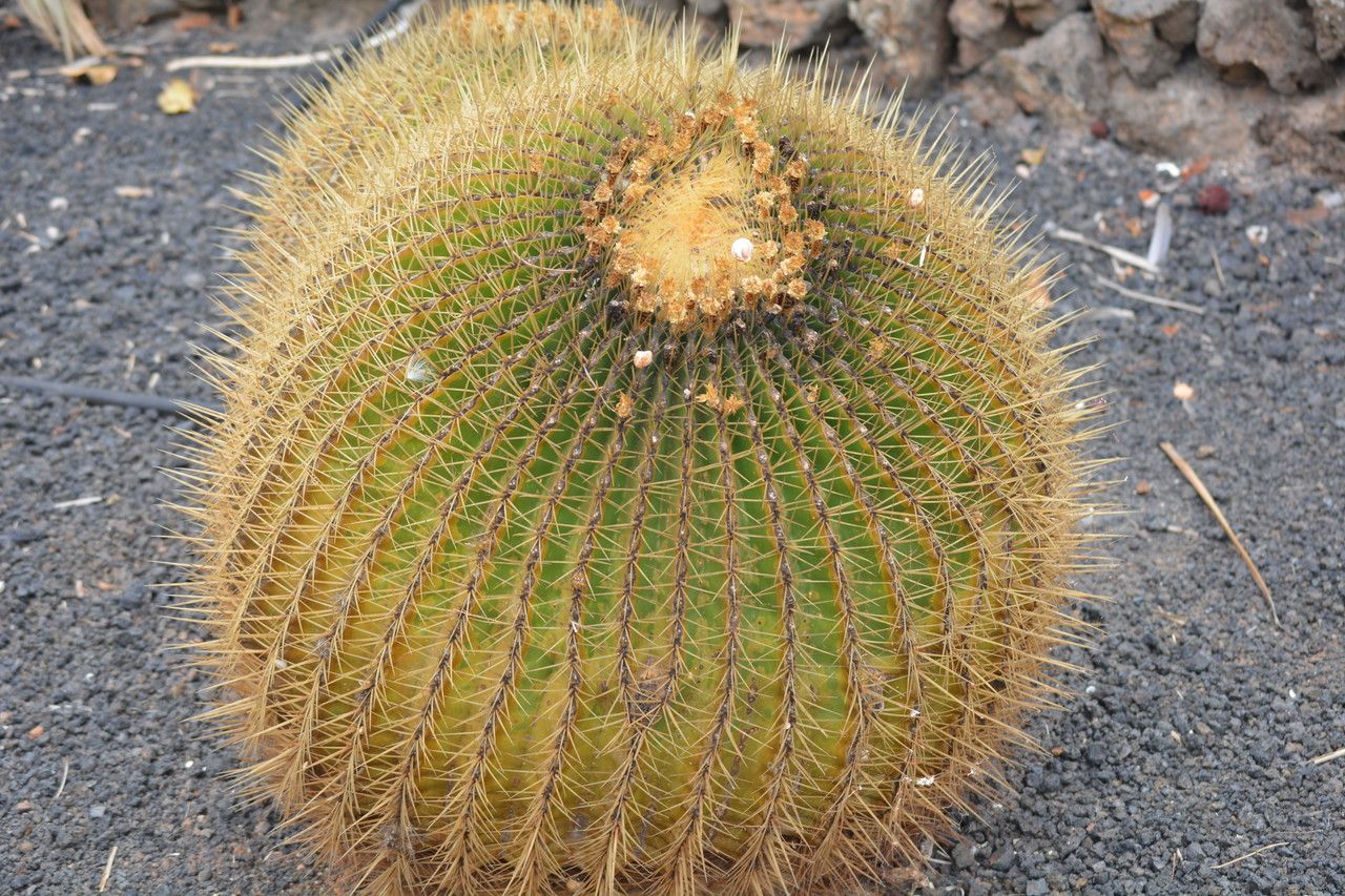 Ferocactus histrix bark