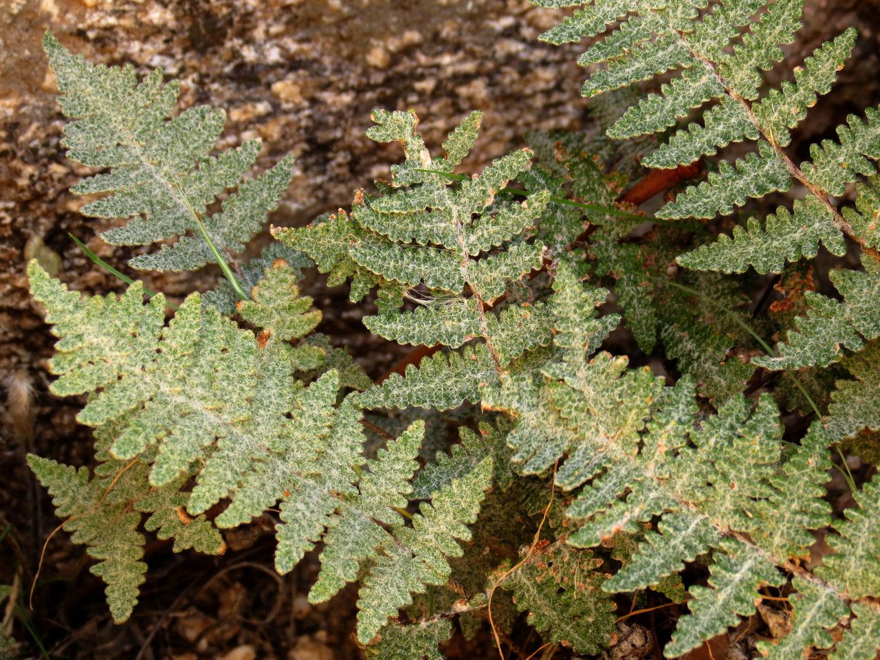 Cheilanthes lindheimeri — search result for 'Cheilanthes'