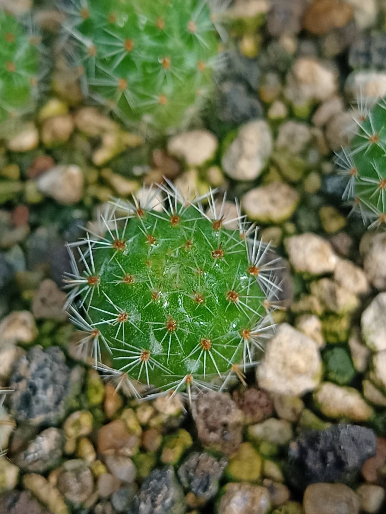 Aylostera deminuta — related species from the same genus