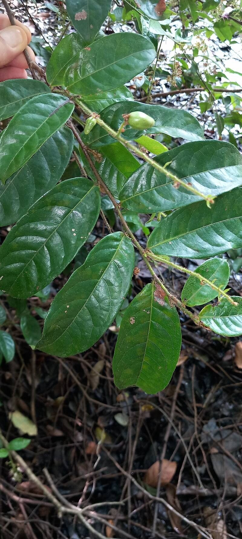 Hirtella tentaculata — houseplant care guide