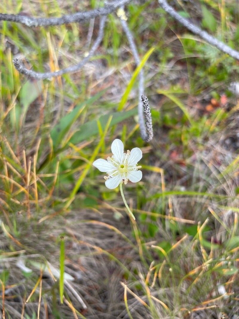 Parnassia cirrata — related species from the same genus