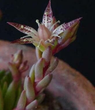 Graptopetalum saxifragoides — search result for 'Graptopetalum'