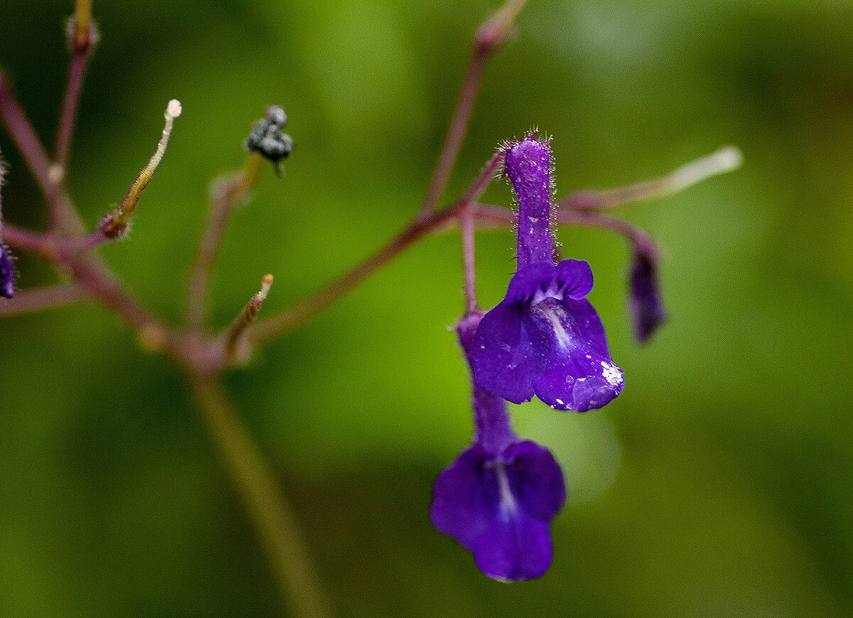 Streptocarpus glandulosissimus flower