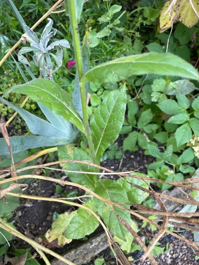 Nicotiana × sanderi leaf