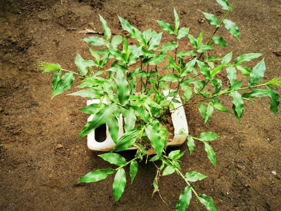 Panicum trichoides — search result for 'Panicum'