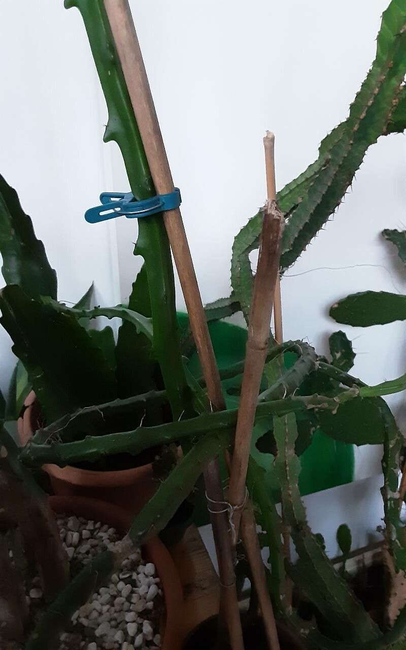 Selenicereus hamatus — search result for 'Selenicereus'