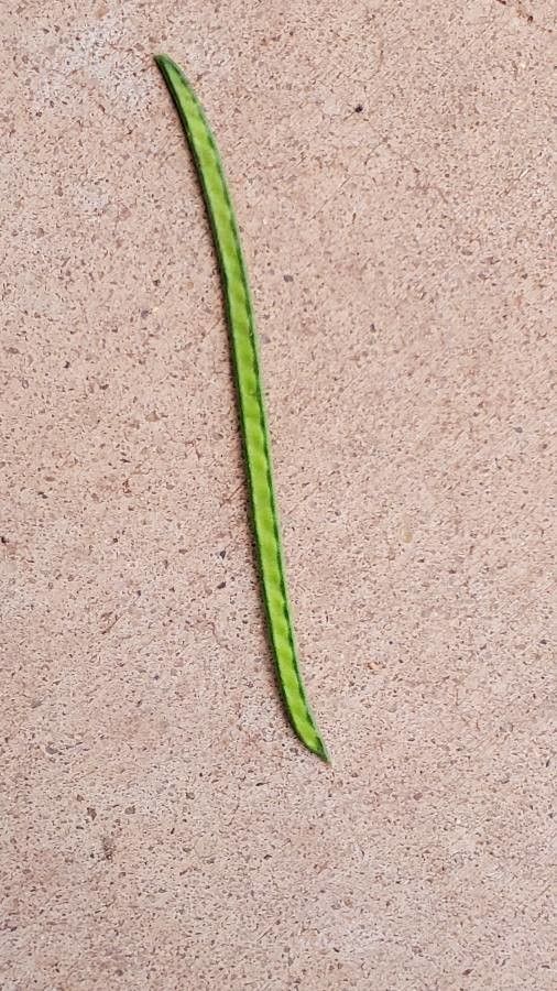 Vigna speciosa fruit