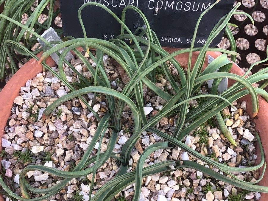 Leopoldia comosa — search result for 'Muscari'