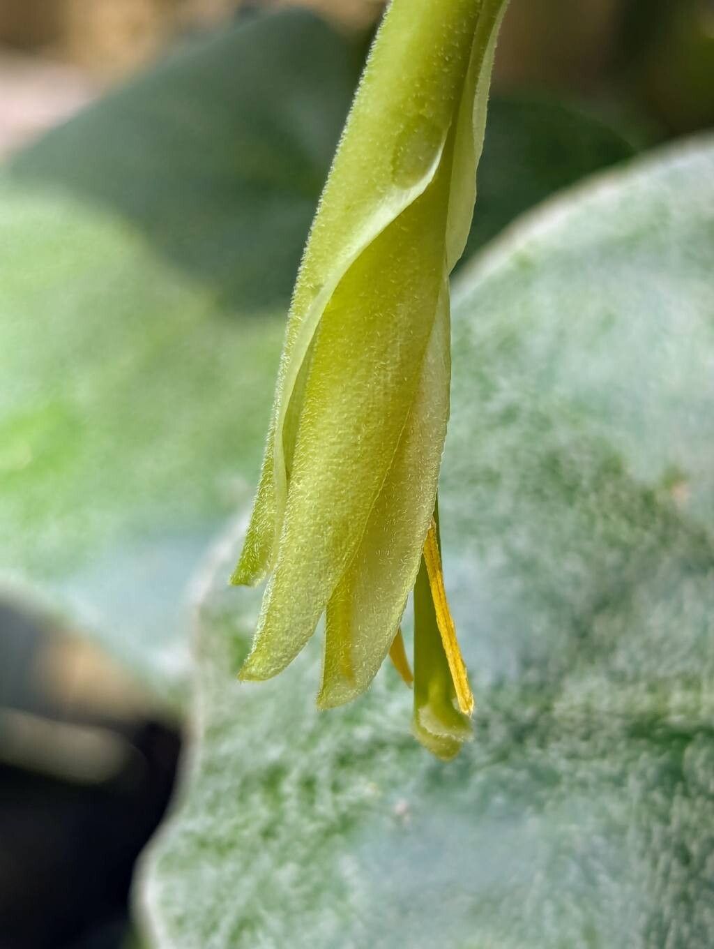 Pitcairnia longissimiflora flower