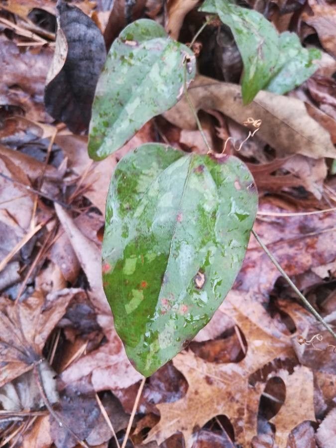 Smilax glauca leaf