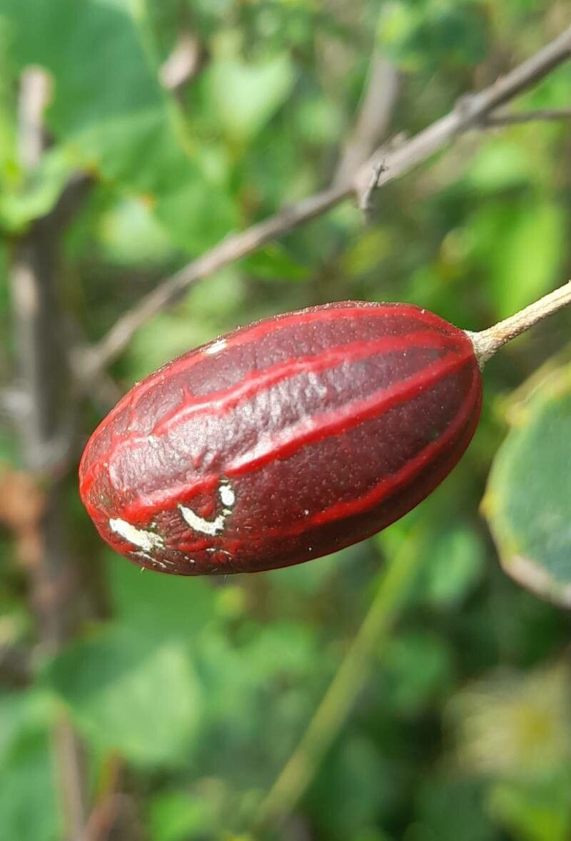 Cayaponia podantha fruit
