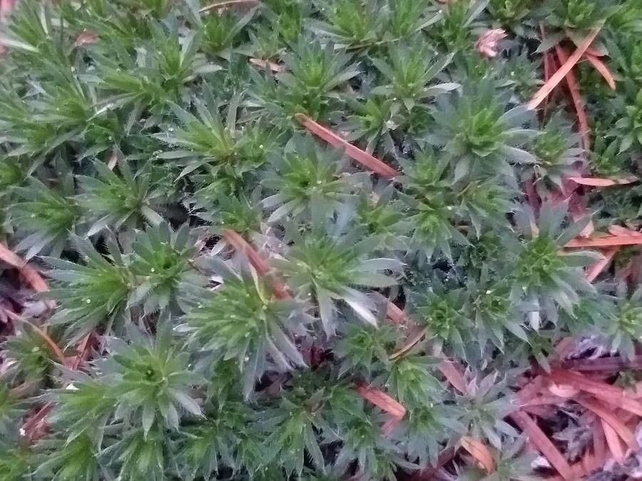 Draba bruniifolia habit