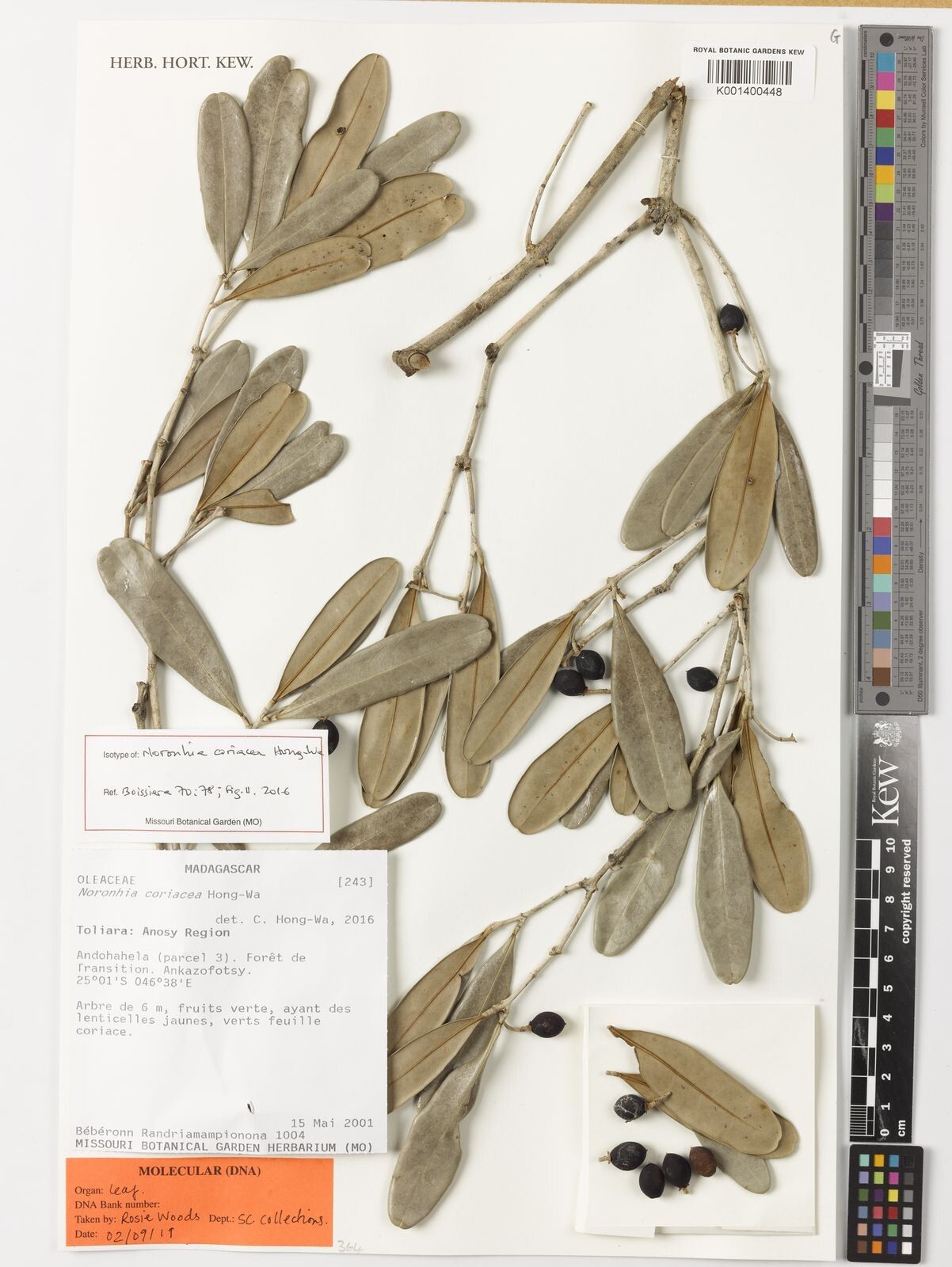 Noronhia coriacea — search result for 'Noronhia'