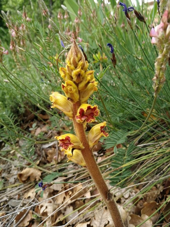 Orobanche reticulata — search result for 'United Kingdom'