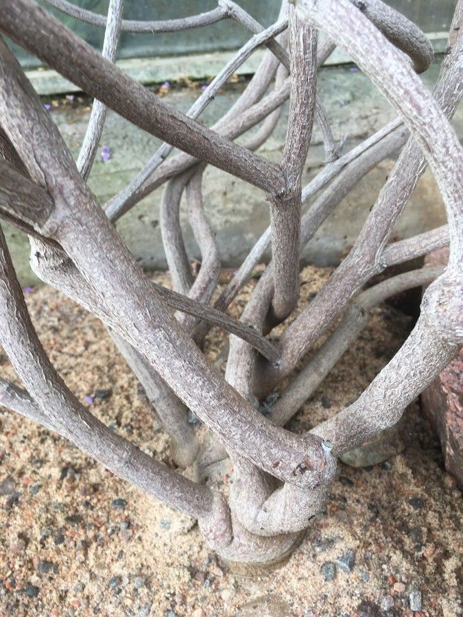 Hardenbergia comptoniana bark