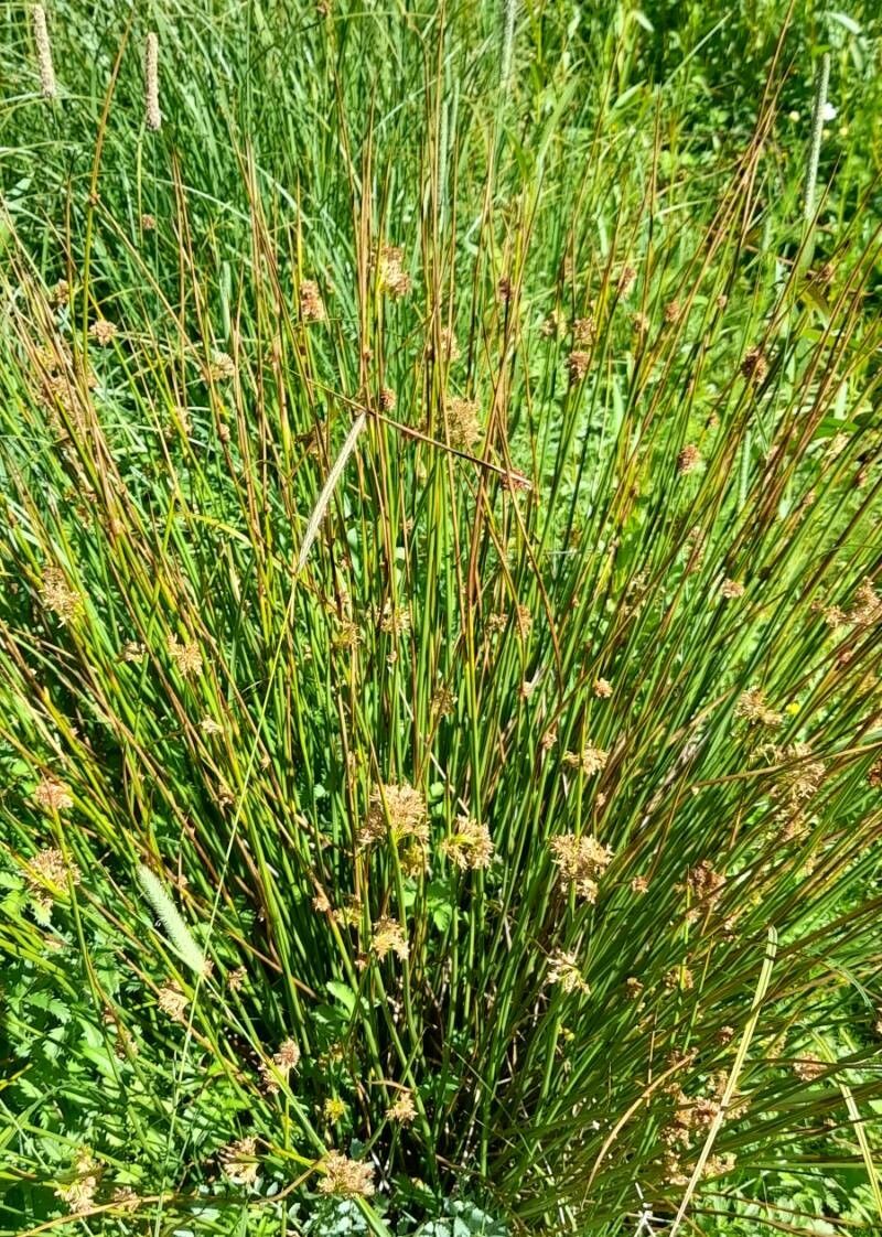 Juncus procerus habit