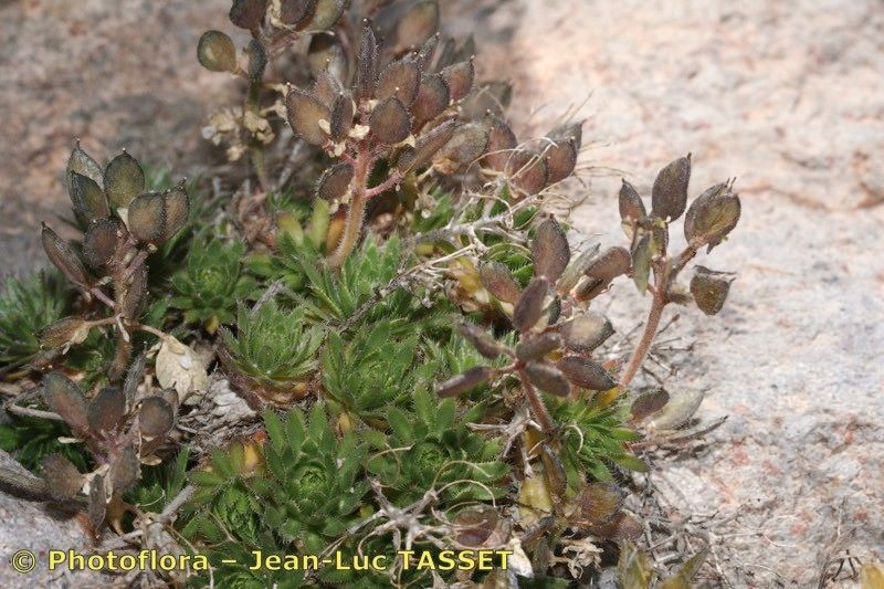 Draba loiseleurii habit