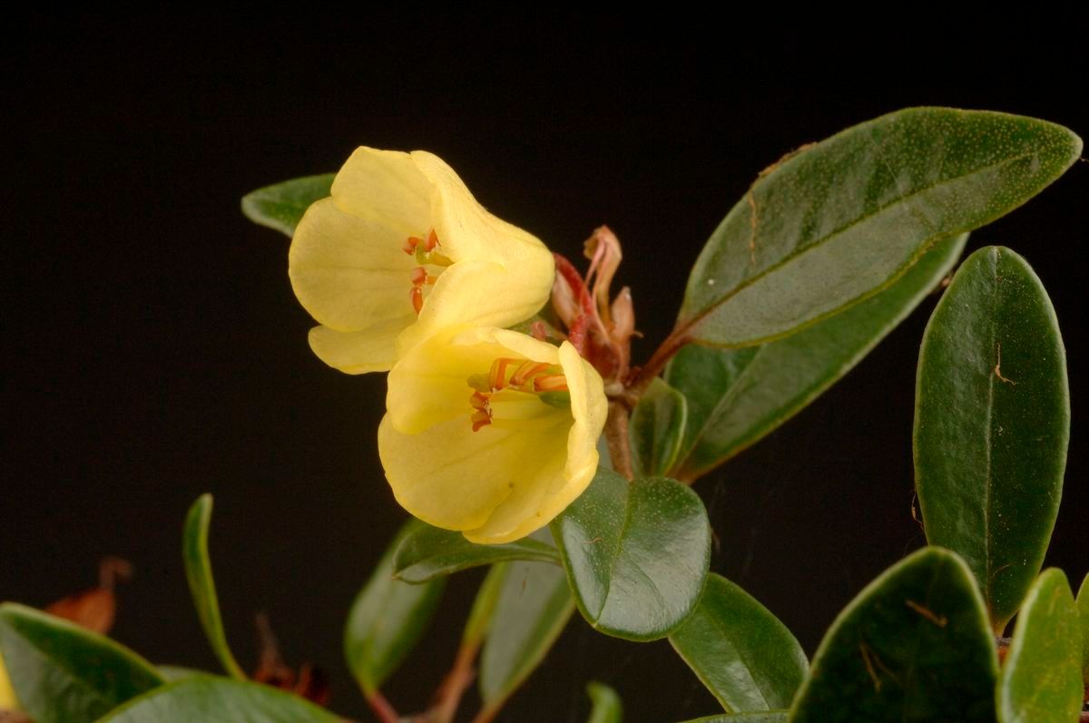 Rhododendron citrinum flower