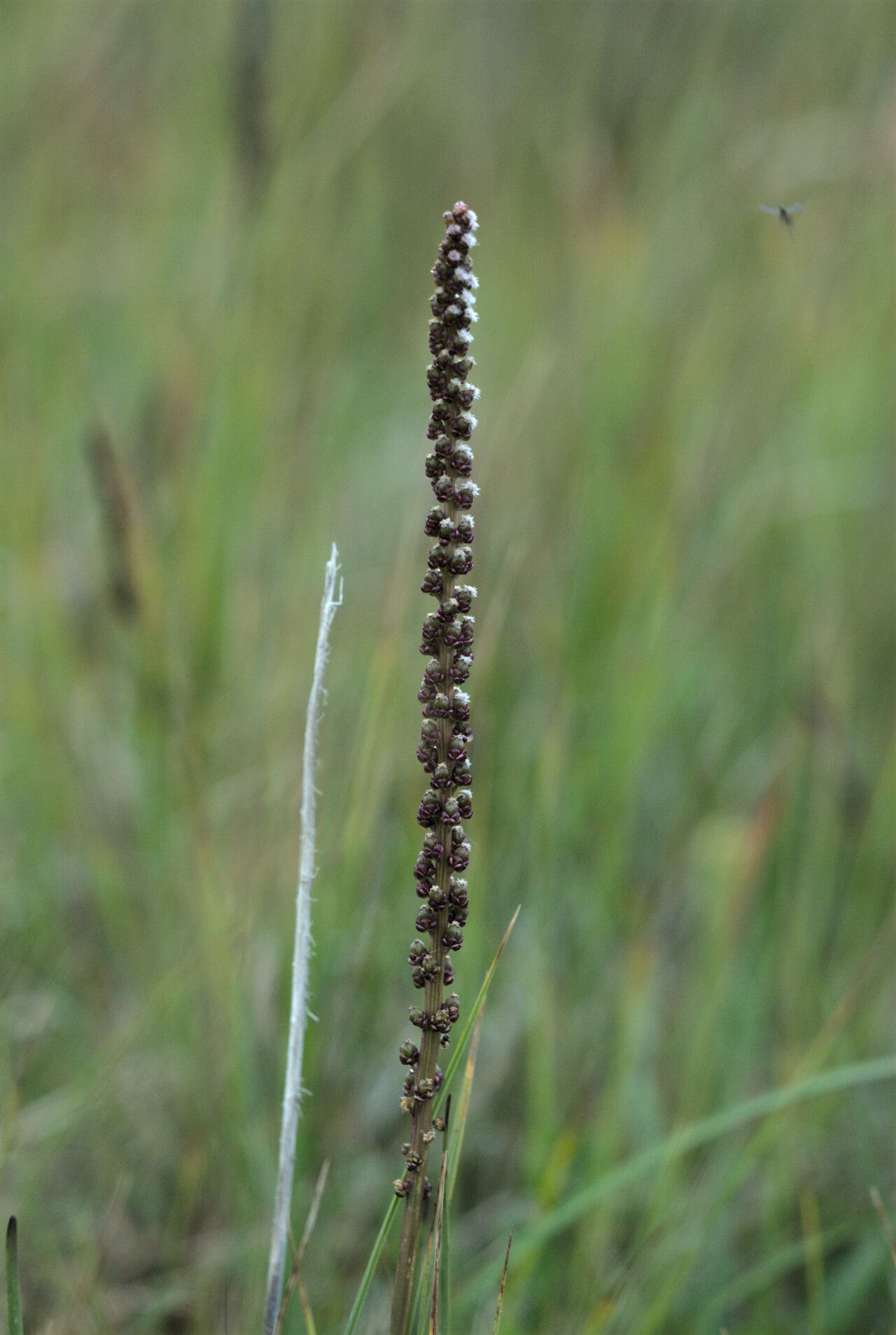 Triglochin maritima flower
