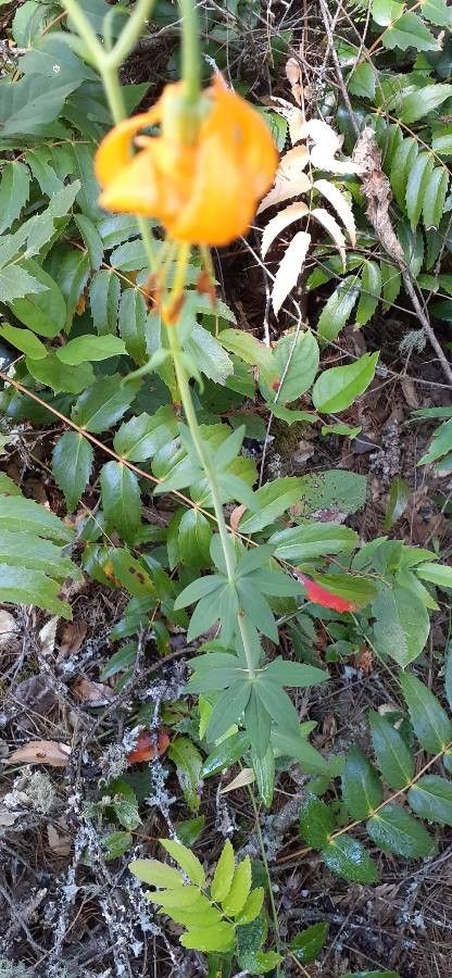 Lilium pardalinum — search result for 'Lilium'