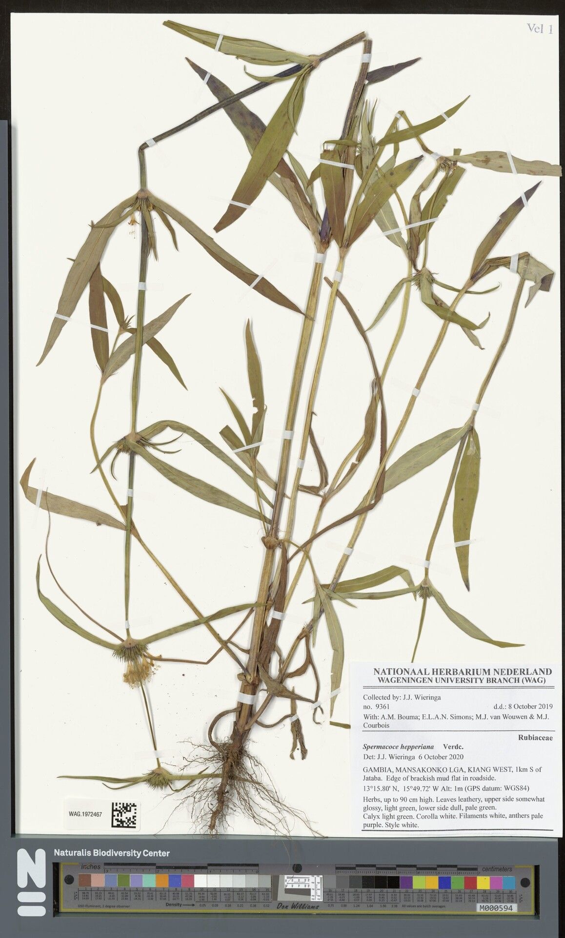 Spermacoce hepperiana — search result for 'Spermacoce'