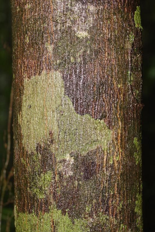 Virola kwatae — related species from the same genus