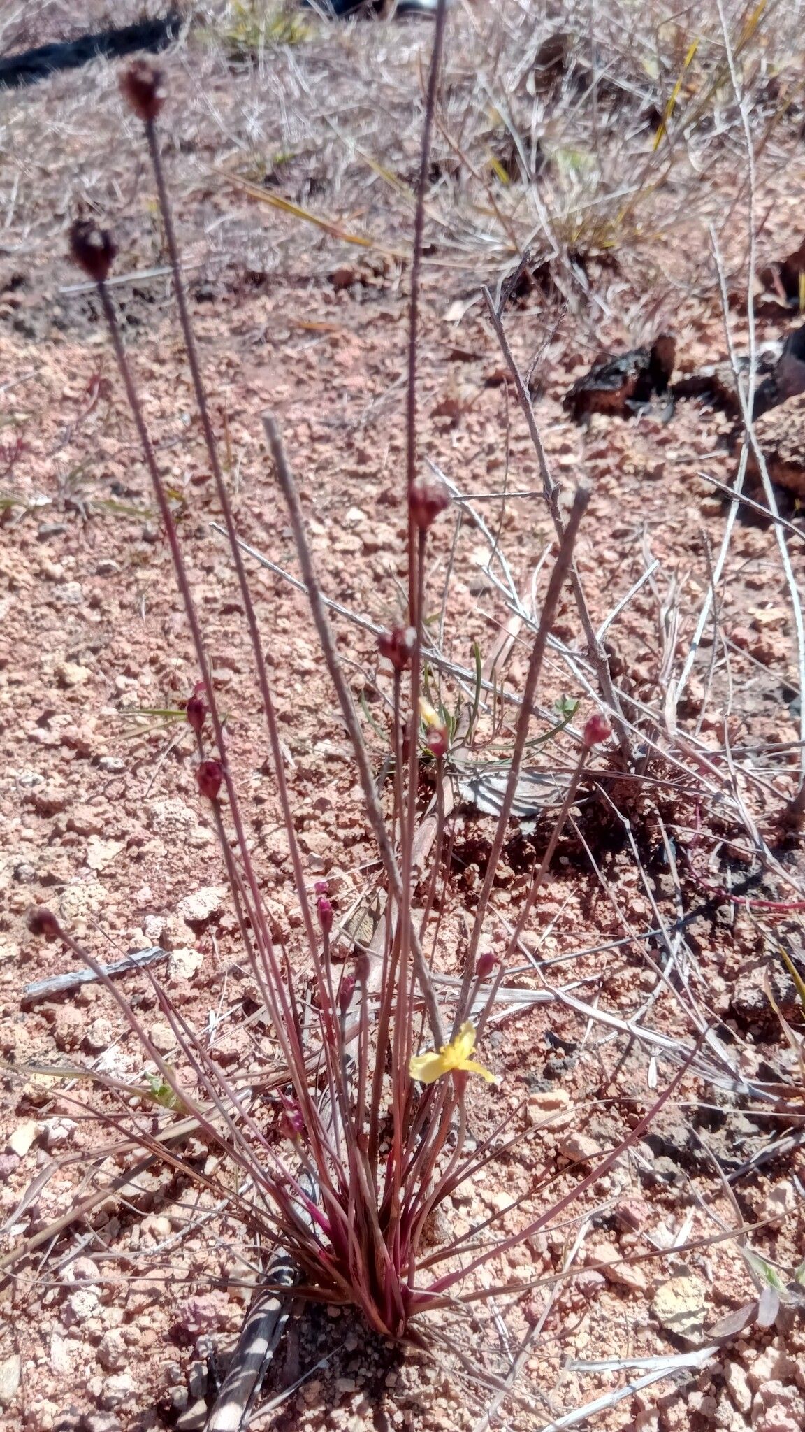 Xyris anceps habit