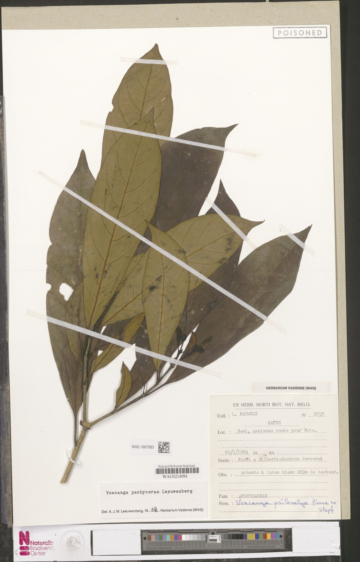 Voacanga pachyceras — houseplant care guide