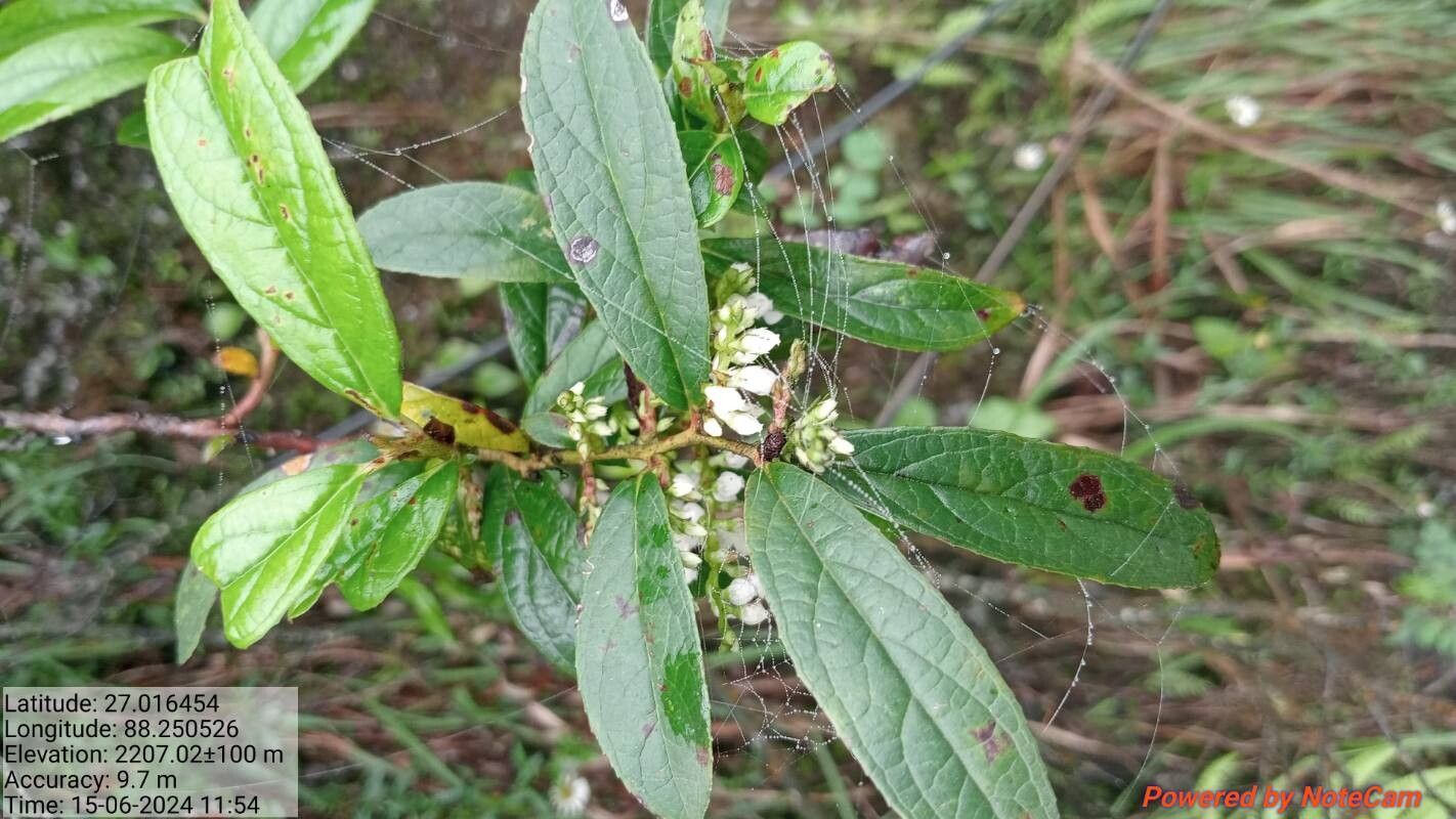 Gaultheria semi-infera — search result for 'Gaultheria'