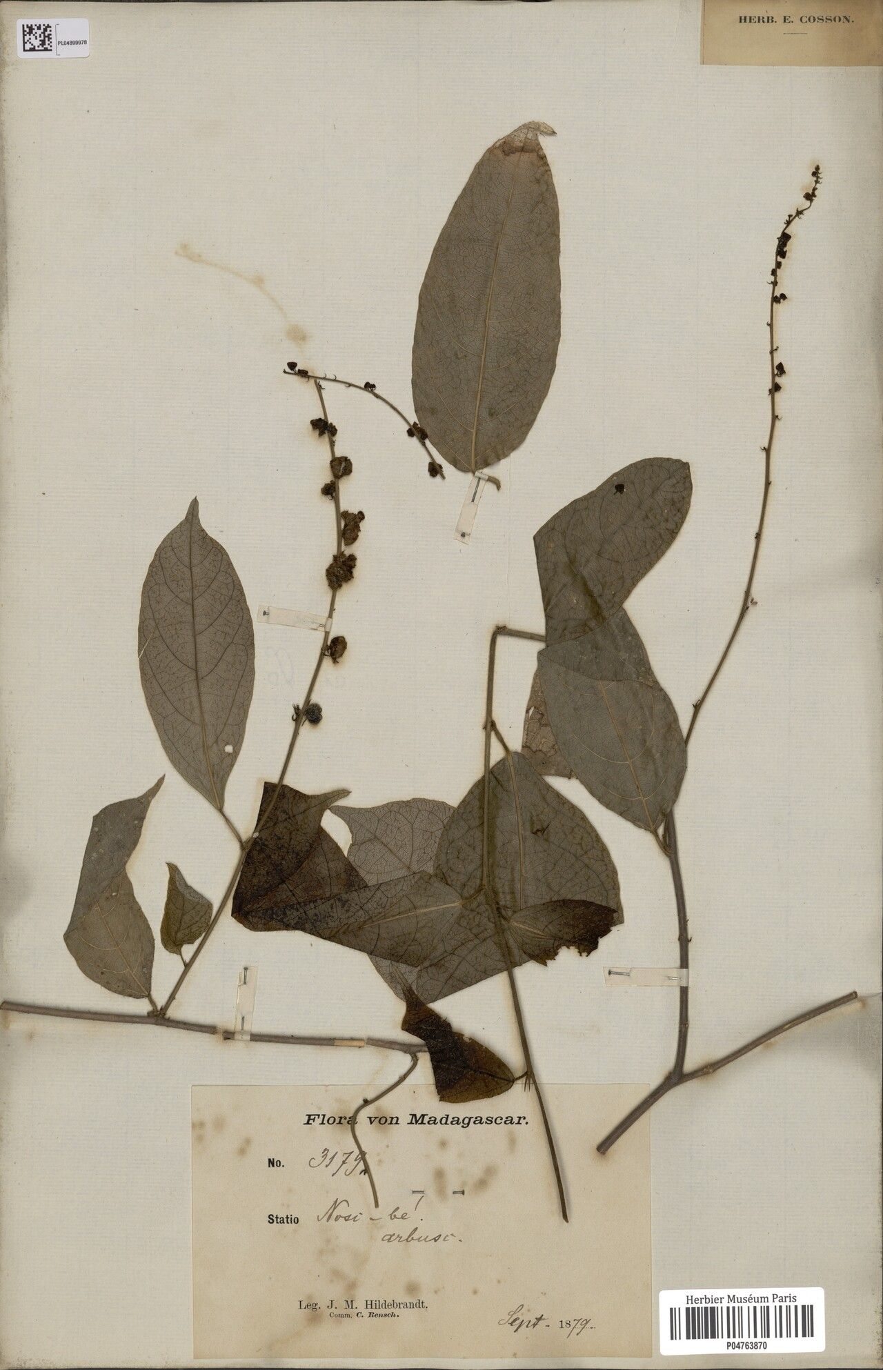 Tragia boiviniana — related species from the same genus