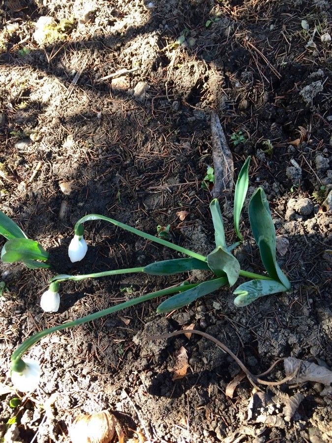 Galanthus elwesii flower