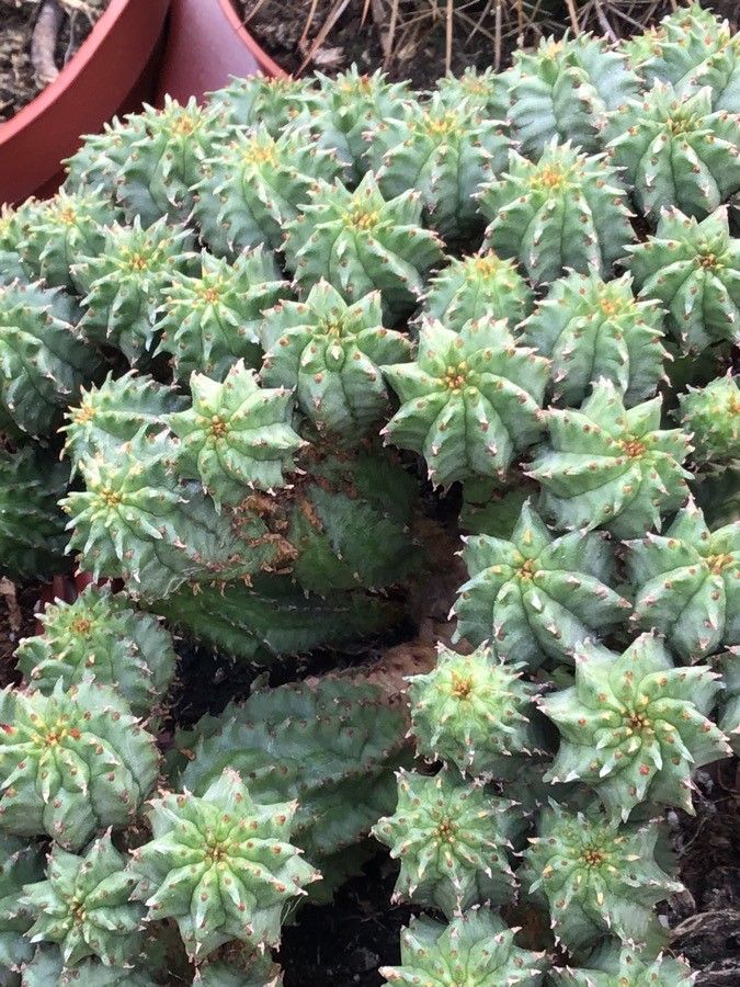 Euphorbia mammillaris leaf