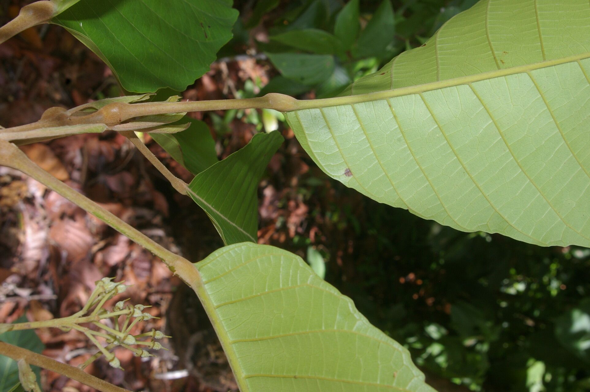 Sloanea zuliaensis — houseplant care guide