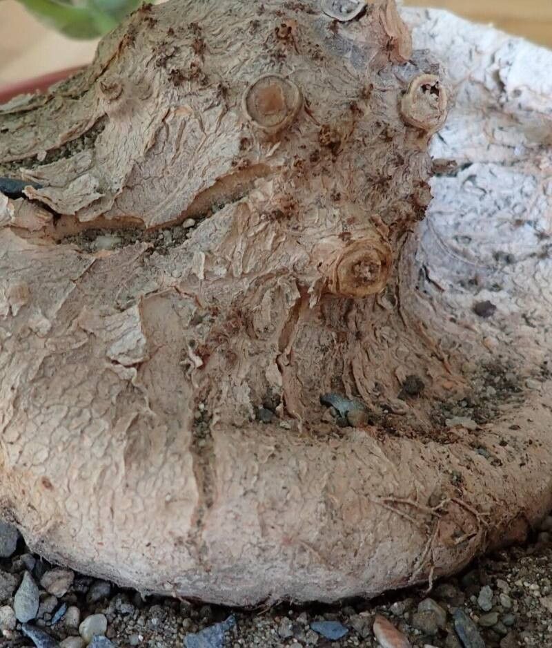 Sinningia macrostachya bark