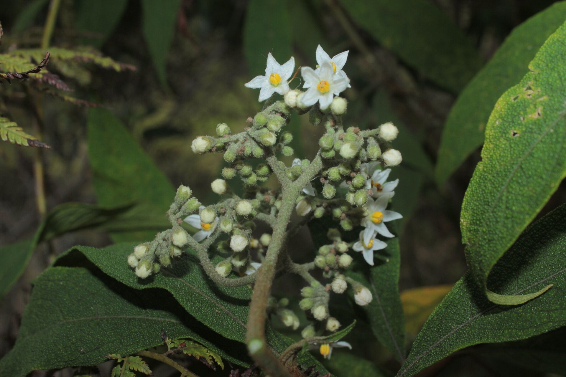 Solanum trachycyphum flower