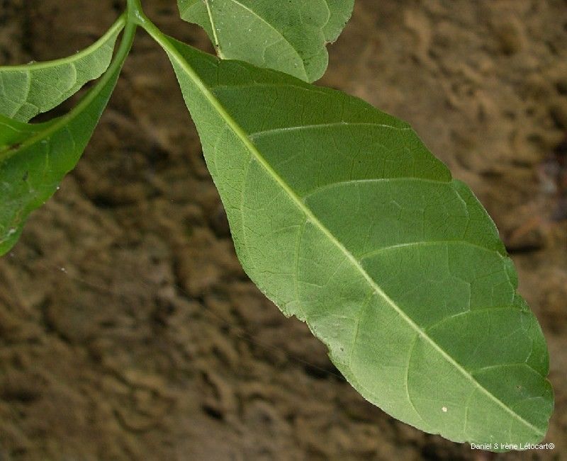 Allophylus timoriensis leaf