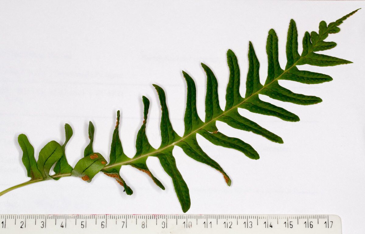 Polypodium interjectum — search result for 'Polypodium'