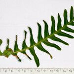 Polypodium interjectum