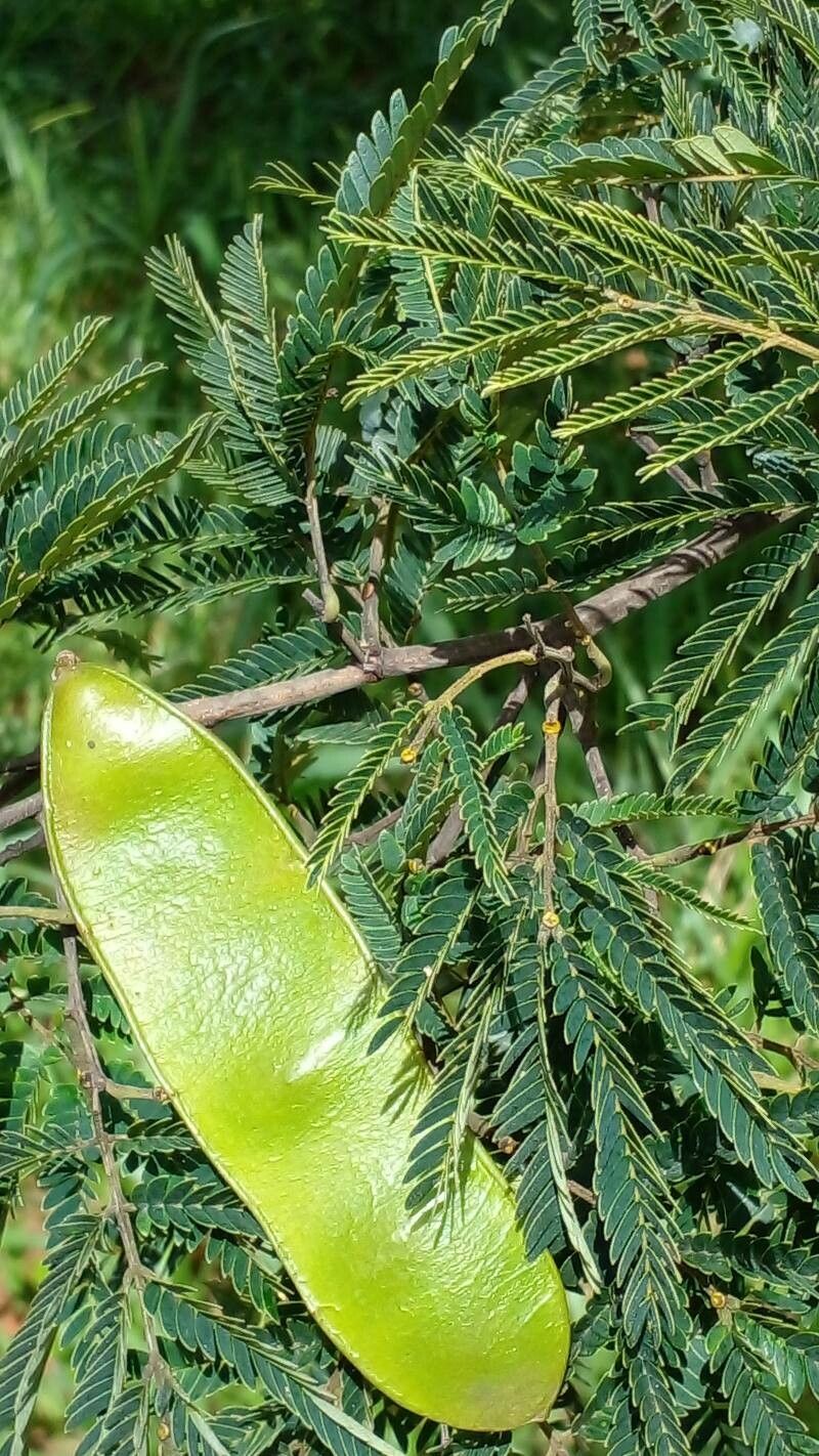 Senegalia riparia leaf