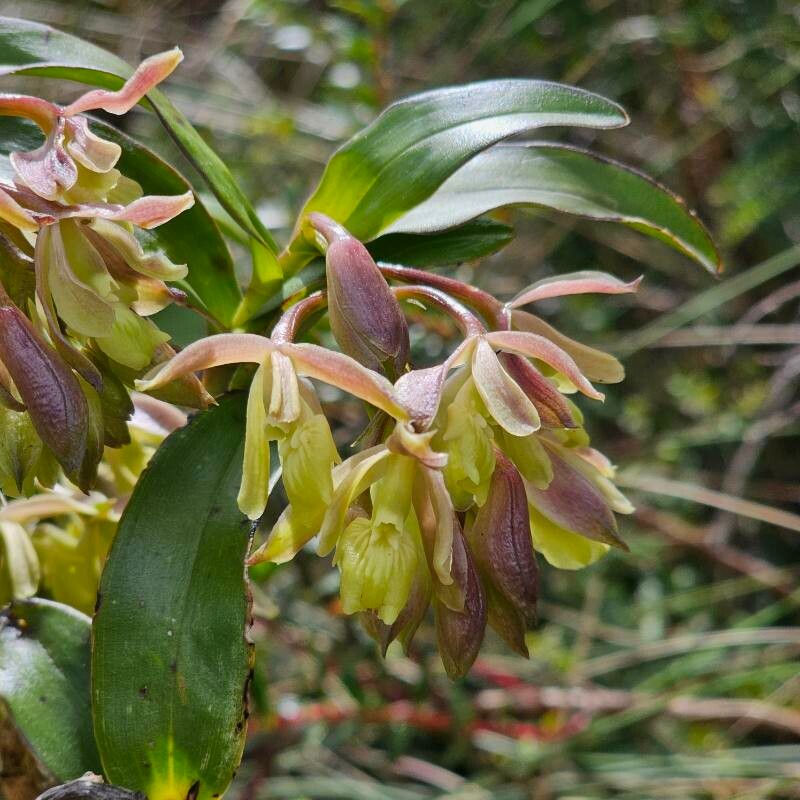 Epidendrum cotacachiense flower