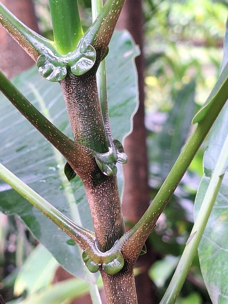 Anthocleista schweinfurthii bark