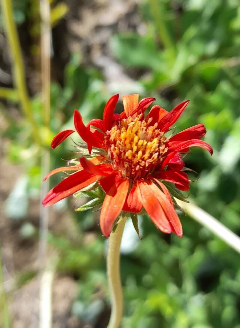 Haplopappus macrocephalus flower