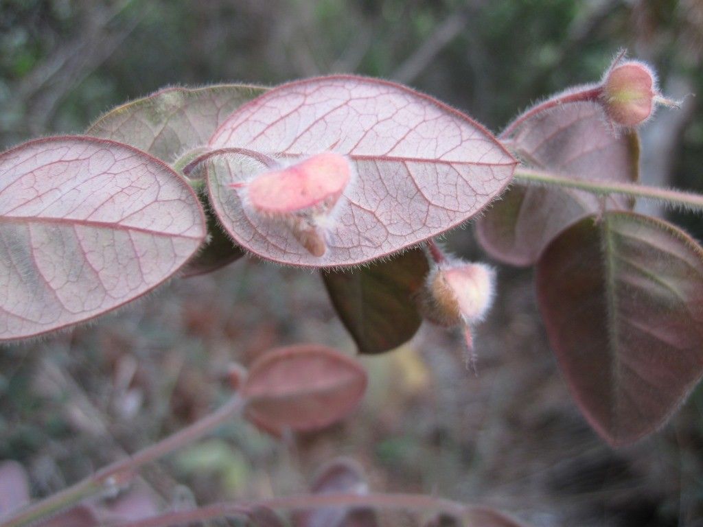 Phyllanthus avanguiensis — houseplant care guide